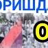 УМРАГА БОРИШДАН ОЛДИН АЛБАТТА ЕШИТИНГ ШАЙХ САЙЙИД РАҲМАТУЛЛОҲ ТЕРМИЗИЙ 2022