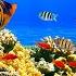 BEAUTIFUL CORAL REEF AQUARIUM COLLECTION 12 HOURS BEST RELAX MUSIC SLEEP MUSIC 1080p HD