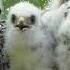 Голос птенцов ястреба перепелятника Accipiter Nisus