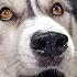 A Phone App Translates My Husky Speaking Testing Dog Translators