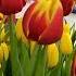 Tulip Plants Fresh Arrival In Kroger Store Shorts Spring Blooming Tulipa