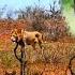 ARE THEY BACK NEW HUGE Male Lions Found In Gomondwane Territory Territory Fight Inbound Kruger