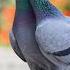 Relaxing CALM Music Pigeon Call Sound