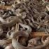 Chinese Farmers Raise And Process Millions Of Snakes This Way