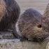 Звук животного Нутрия Animal Sound Nutria