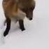 Cat Vs Fox Epic Battle Caught On Camera Shorts Shortvideo Shortsvideo