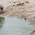 Lion Grabs Lioness By The Tail Before Sex On The Beach At Savuti Waterhole In Botswana