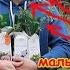 ПОУХАЖИВАЙТЕ ЗА РОЗАМИ ВЕСНОЙ открываем обрезаем обрабатываем бережем маленьких Все секретики