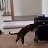 Funniest Cat Videos Shorts Short Shortvideo