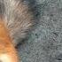 ЗВУКИ ПРИРОДЫ РУЧНАЯ БЕЛКА A LITTLE BIT OF NATURE Squirrel