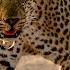Африка крупным планом Призраки Серенгети Документальный фильм дикая природа NAT GEO WILD BBC