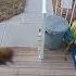 Bumblebee Savethebees Bumble Bee Triggers Security Camera