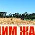 50 ОСТАЁТСЯ НА ПОЛЕ ПОСЛЕ УБОРКИ ЯЧМЕНЬ НЕ ПОДНЯТЬ комбайн John Deere