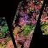 Pig Dan The Earth Shall Ocin Remix