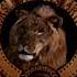 Metro Goldwyn Mayer 1995