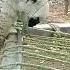 Mundra Bakr Goats Animals Anmol Cow Goat Puremundra Mundry Big