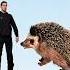 HOW TO SURVIVE A HEDGEHOG ATTACK