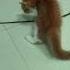 Bicolour Persian Cat Playing With Stick White Red Highlyactivecat 3monthold Cutekitten