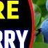 What Does Blueberry Dream Meaning Dreaming Of Blueberries Blueberry Dream Interpretation