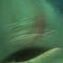 FINDING NEMO BUT ITS JUST BRUCE
