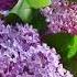 Lilacs Ocean Jams