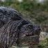 These Indiana Men Hunt For Snapping Turtles With Their Bare Hands