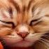 Чрезвычайно успокаивающая музыка терапия кошачьей расслабься кот Кошачья музыка Сонная кошка
