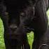 Beautiful Black Jaguar Inka Shorts