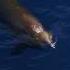 Beaked Whale Sea Creatures