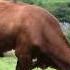 Vaches Qui Paissent Grazing Cows In The French Alps