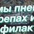 Симптомы пневмонии у черепах и ее профилактика