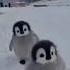 Cutest Little Penguins Cute Adorable Pet Penguin Babyanimals Fluffy Cuteanima Latest