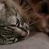 How Many Sounds Can A Cat Make Way More Than You Think