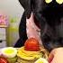 Dog Mommy Breakfast Make Me Very Active Whole Day Cute Pet Eating Diary Black Labrador