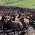 Продажа оленей с Алтая контакт на канале купить ферма олень Antlers алтай Farming