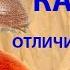 Какие Жуки Живут на Кухне Хлебный Точильщик и Табачный Точильщик Под Микроскопом Как Отличить