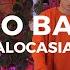 Alocasia TV Santiago Luciano Bazzano Dj Set Minimal Electronic Jazz