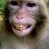 Monkey Loudly Voice Of Laughing Very Funny Voice Monkey Shorts Animals Funny