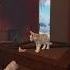 АХАХ Коты воители Cats Warriors Catswarriors котывоители коты реки рекомендации Rge тт Tt