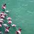 Sea Birds Shorts Seabird Habibi