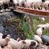 This Is Sheep Shepherd Life Sheep Herd Crossing The Raw Bridge Real Nepali Life