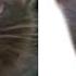 Cat Meme FAKE Vs Original Crossed Eyed Meme Cat