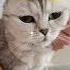 Интересные факты о кошках Cat Kitten котенок кошки