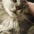 Cute Cat Cat Cats Adorablecats Catcute Catlovers Catslife Catsofworld Cute Cutecat
