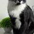 Арестовать за превышение красоты Cat Like Life москвич кот