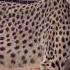 Gerda Knows Everything About Cheese Italian Russian And Lithuanian Parmesan And Cheetah Choice