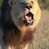 Kalahari Lion Roaring 4K Conservation Safari Experience