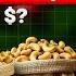 Cashew Nuts Import Export Business Vietnamcashew Indiacashew Kaju Cashewnut Cashewnuts