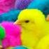 Ayam Lucu Ayam Warna Warni Ayam Rainbow Kelinci Lucu Bebek Lucu Ikan Koi Hewan Lucu 01