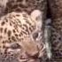 Three Leopard Cubs Rescued From Sugarcane Fields In Maharashtra